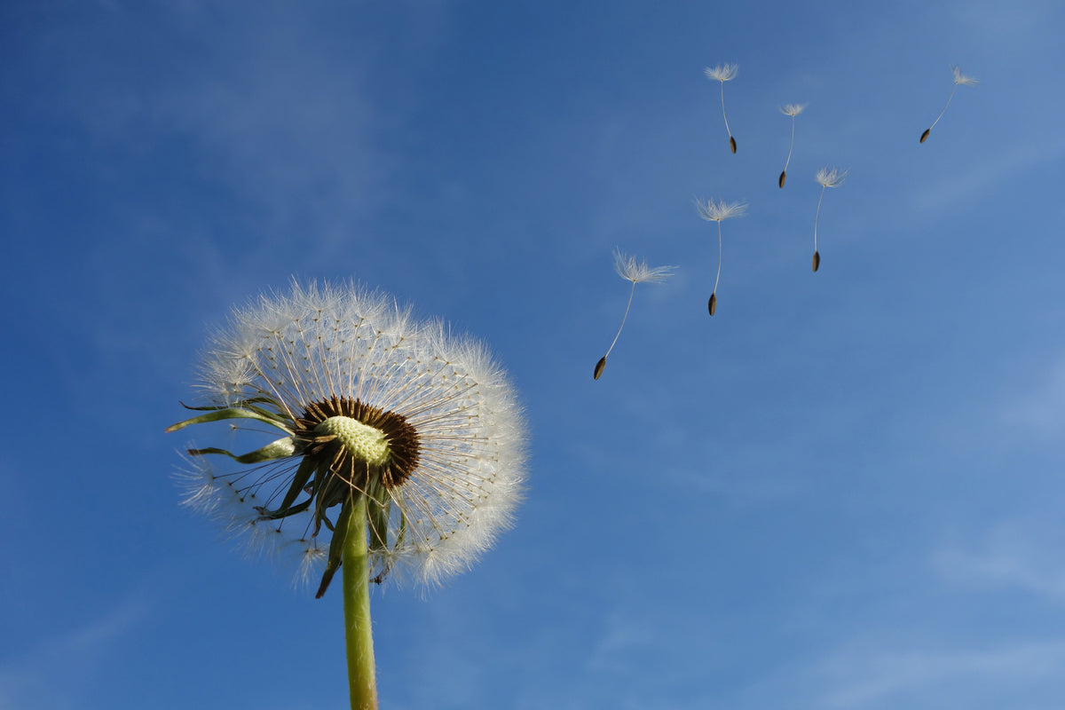 3-piece-aluminium-print-dandelion-i-wish-for-something