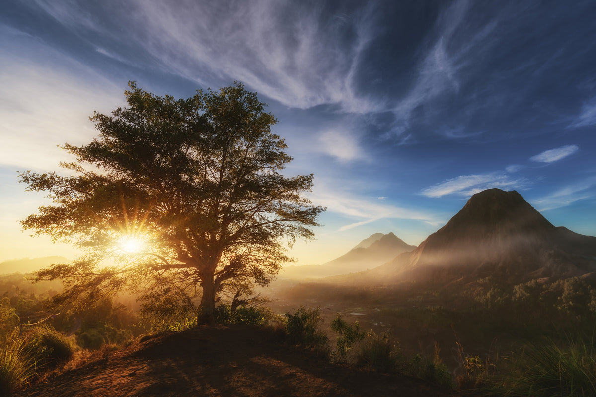 canvas-print-pinggan-tree-x