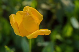 canvas-print-yellow-tulip-xl