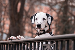 acrylic-print-watchful-dalmatian