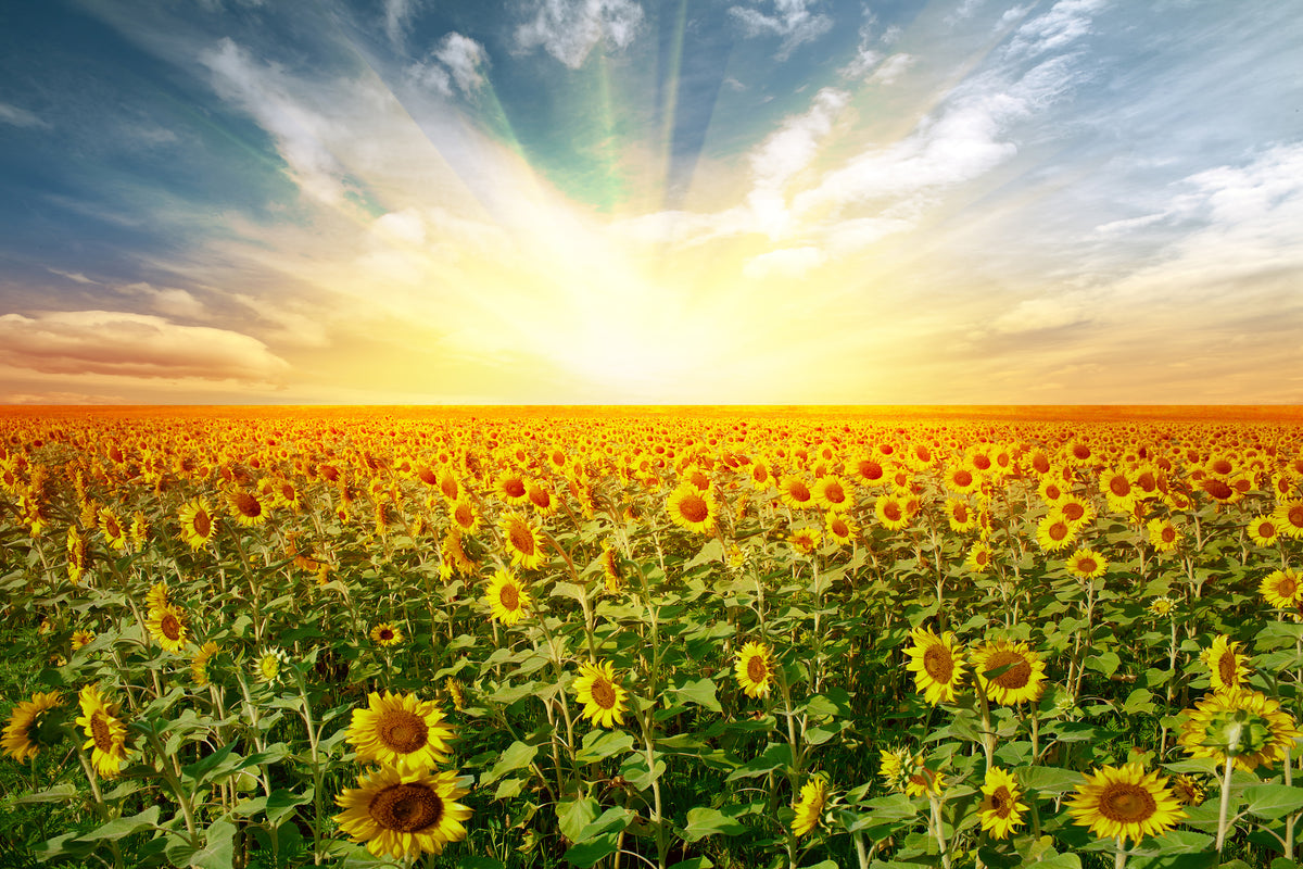 acrylic-print-a-field-full-of-sunflowers