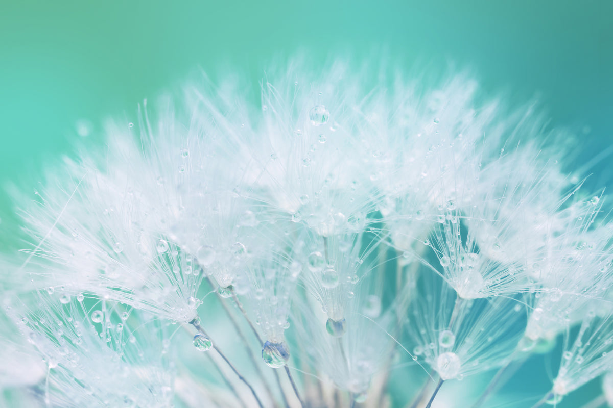 modern-3-piece-acrylic-print-close-up-dandelion-in-morning-dew