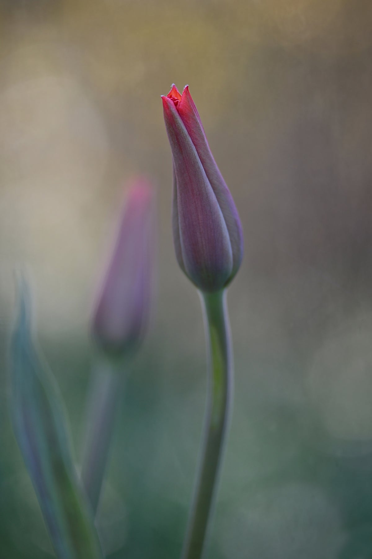 framedcanvas-print-desire-ii