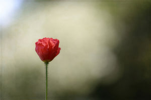 framedcanvas-print-red-poppy