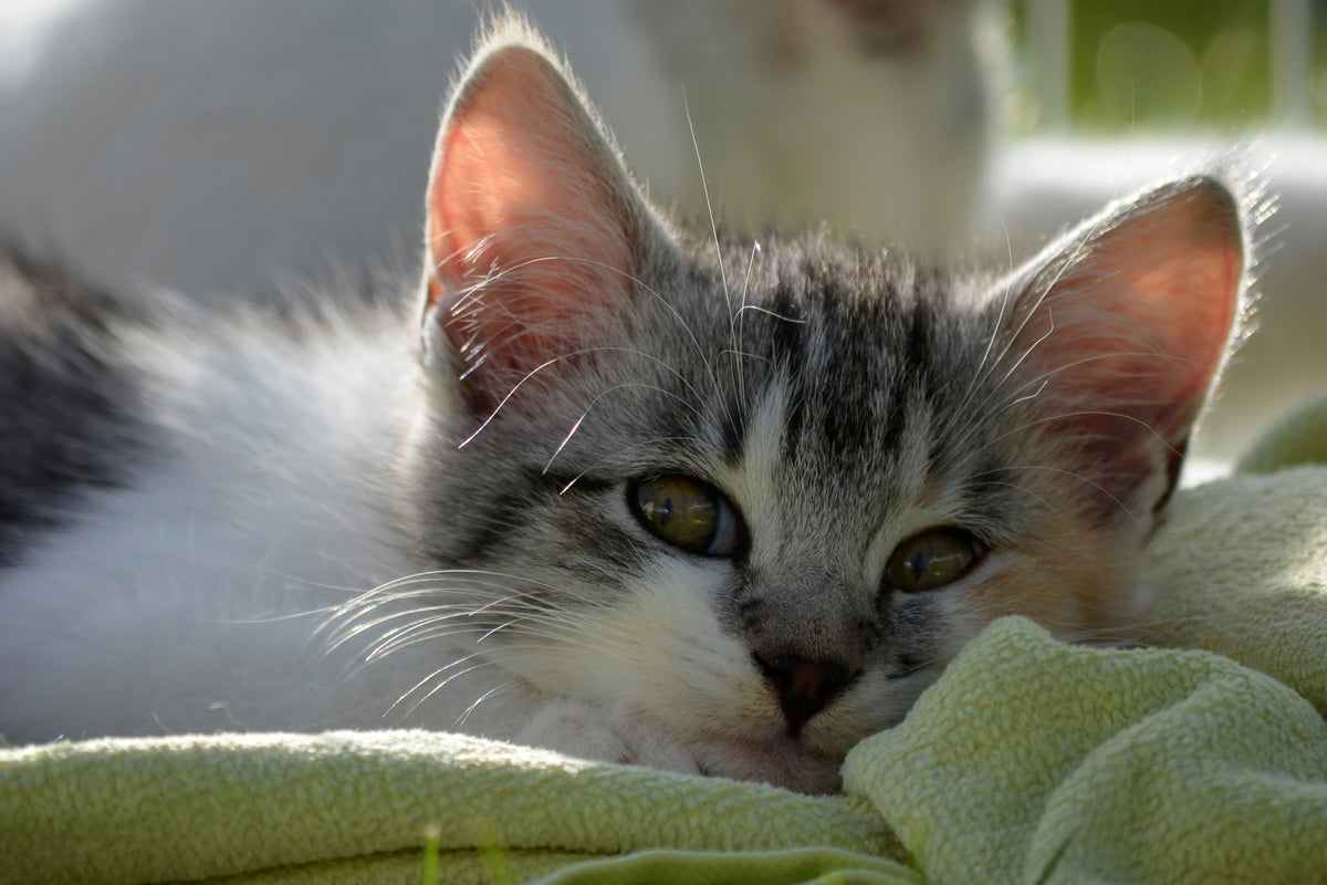3-piece-acrylic-print-in-love-with-kitten