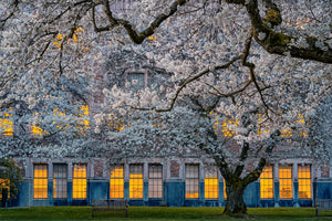 framedposter-print-morning-at-university-of-washington-x