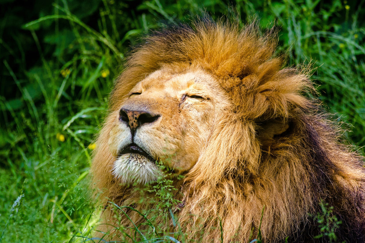 framedposter-print-sleeping-lion