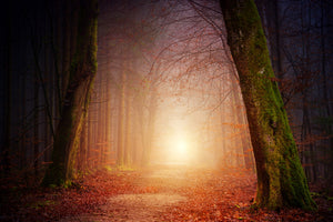 canvas-print-autumn-in-the-woods