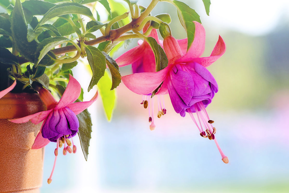 aluminium-print-the-fuchsias
