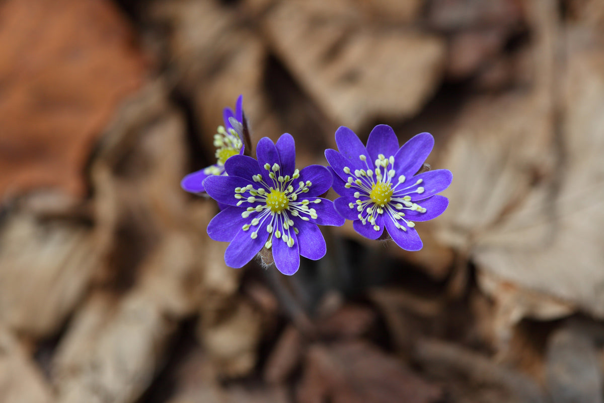 aluminium-print-wildflowers
