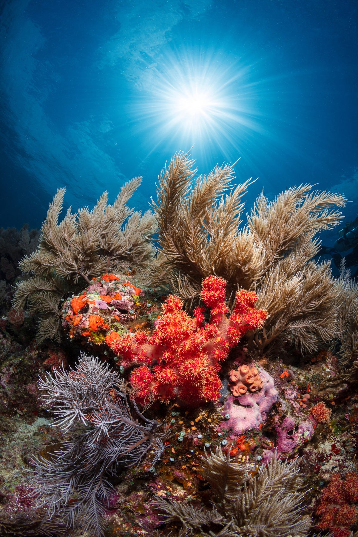 acrylic-print-underwater-life