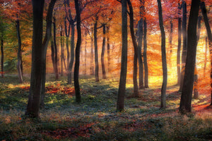 framedcanvas-print-autumn-woodland-sunrise-x