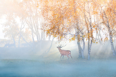 poster-print-elk-lost-in-mist-x