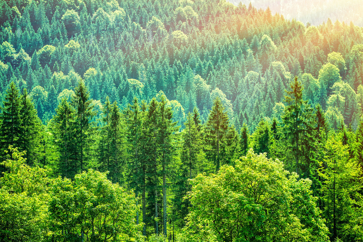 modern-3-piece-canvas-print-the-forest-hill