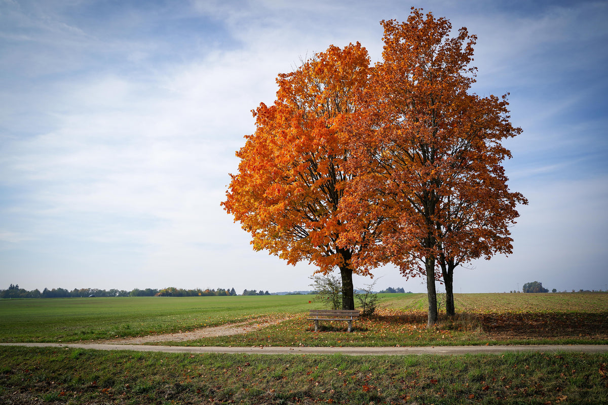 3-piece-canvas-print-the-3-trees