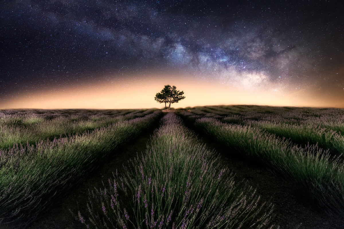 framedposter-print-lavender-way
