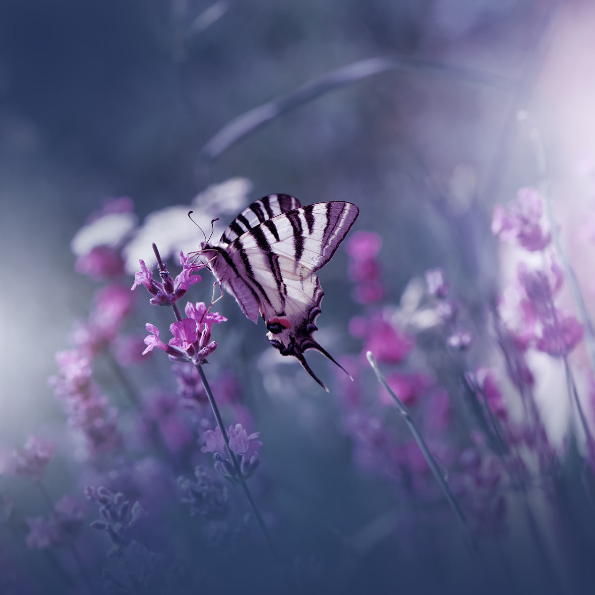 canvas-print-lavender-queen-x