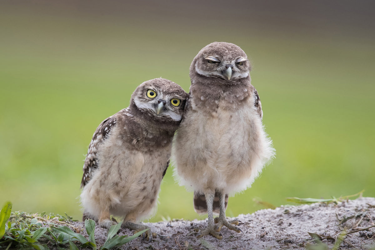 canvas-print-friends-xtd