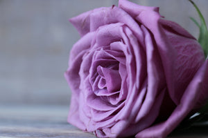 3-piece-acrylic-print-rose-in-purple-xxl