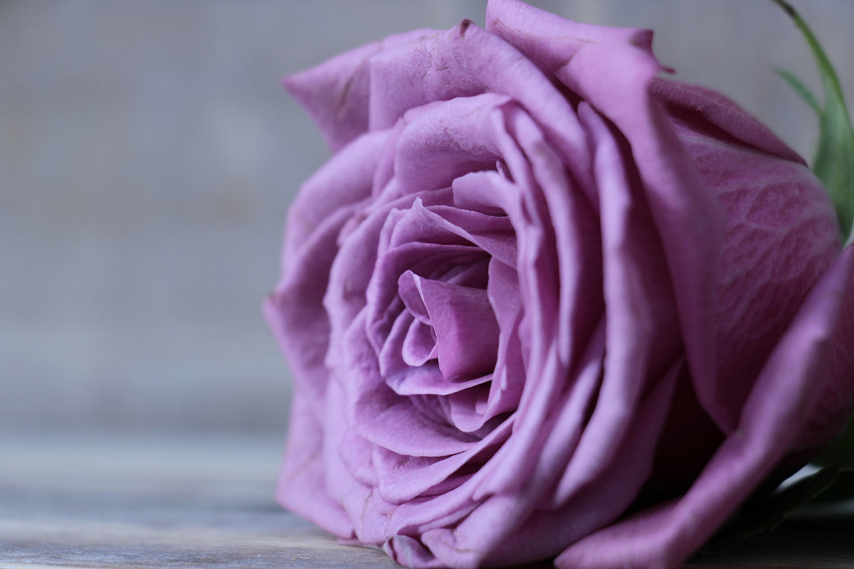 3-piece-acrylic-print-rose-in-purple-xxl