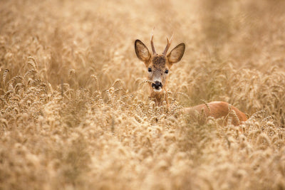 poster-print-deer-in-the-field-x
