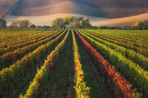 poster-print-vineyard-in-autumn-x