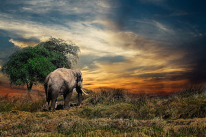 canvas-print-the-elephant-in-the-sunset