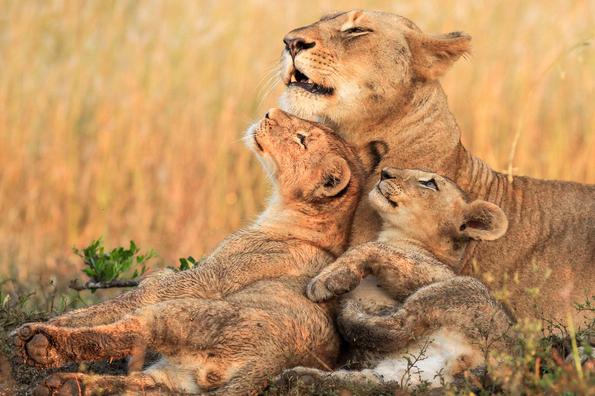 canvas-print-mothers-love-x