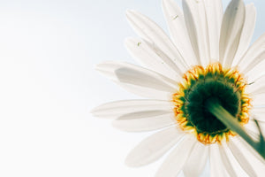aluminium-print-a-daisy