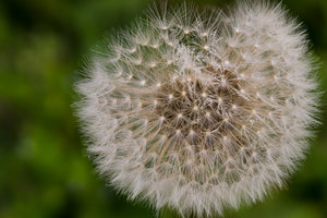 framedcanvas-print-the-dandelion-in-nature