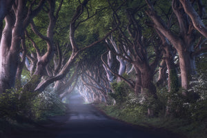 poster-print-the-dark-hedges