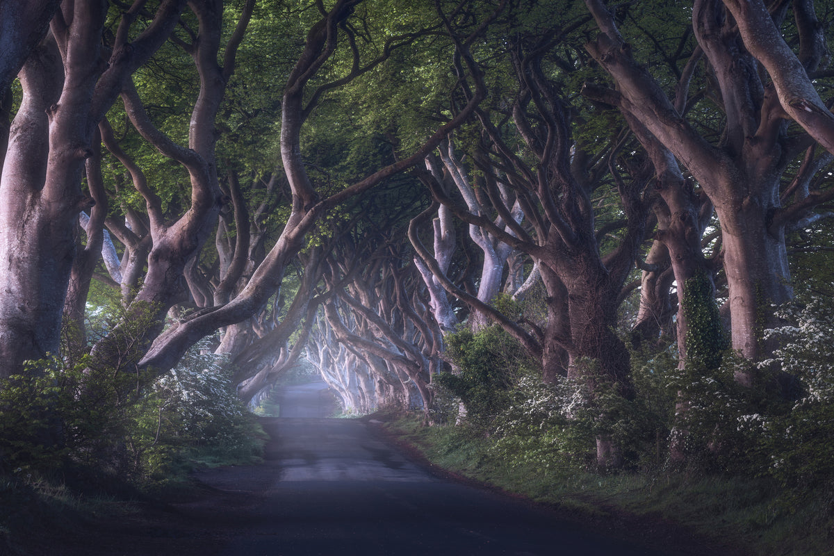 poster-print-the-dark-hedges