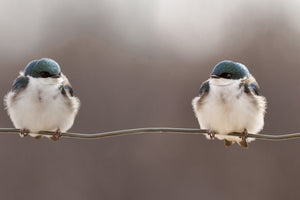 framedcanvas-print-birds-on-a-wire-x