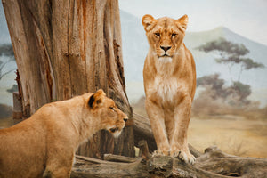 3-piece-acrylic-print-lions-in-africa