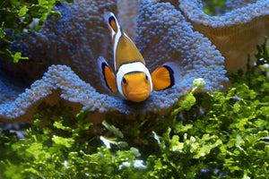 poster-print-cute-clownfish