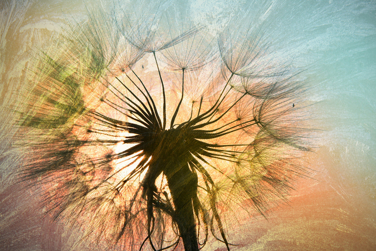 modern-3-piece-aluminium-print-xxl-dandelion