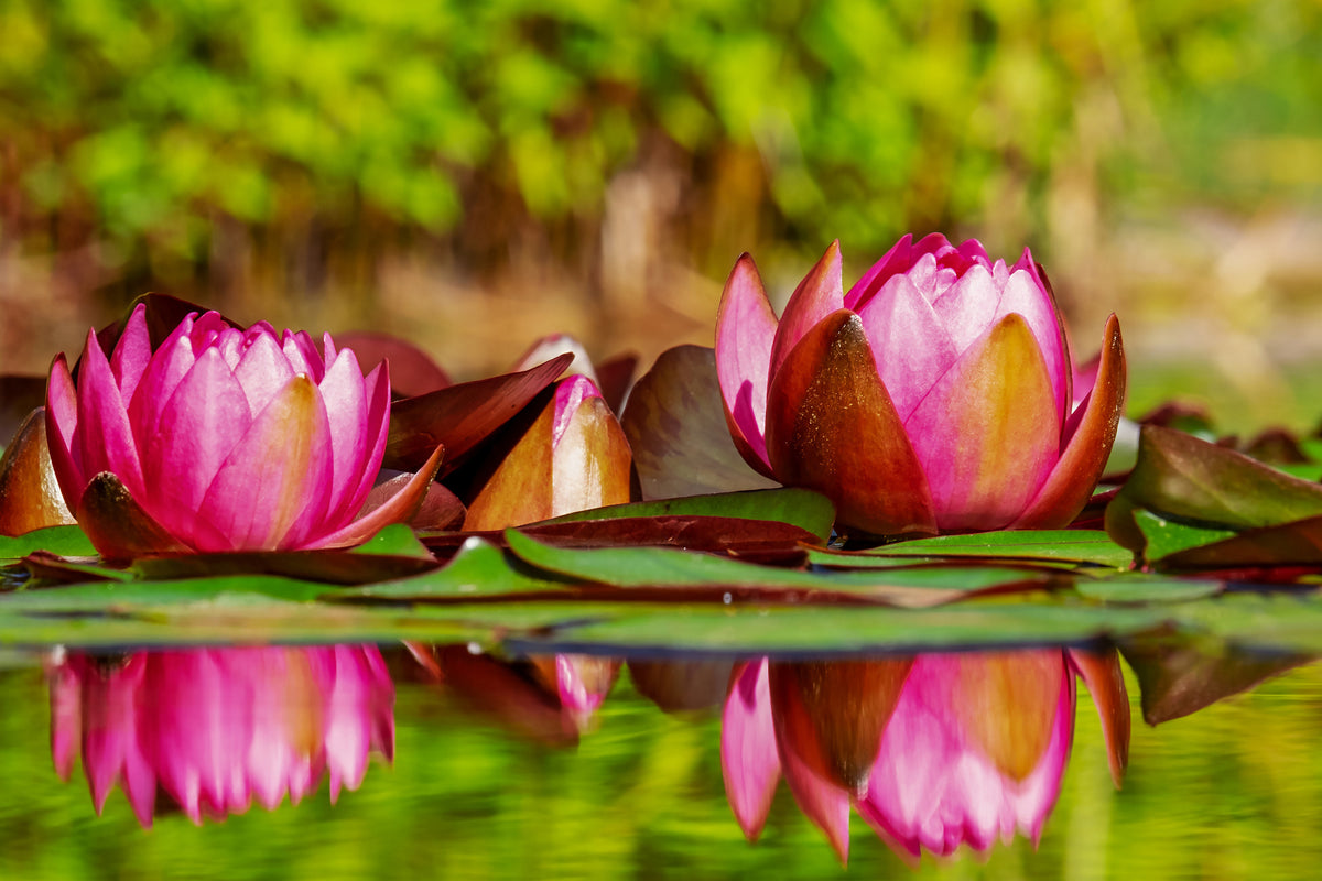 acrylic-print-red-water-lily-trio