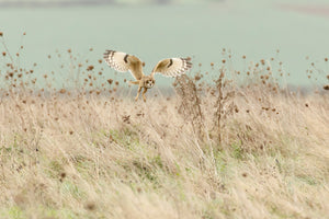 acrylic-print-hunting-short-eared-owl-x