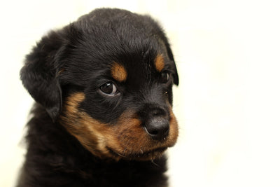 poster-print-rottweiler-puppy-to-fall-in-love