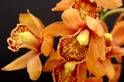 poster-print-orchids-with-orange-flowers