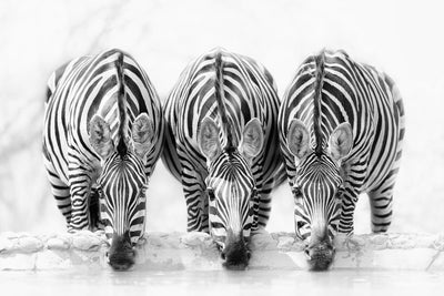 poster-print-zebras-xbj