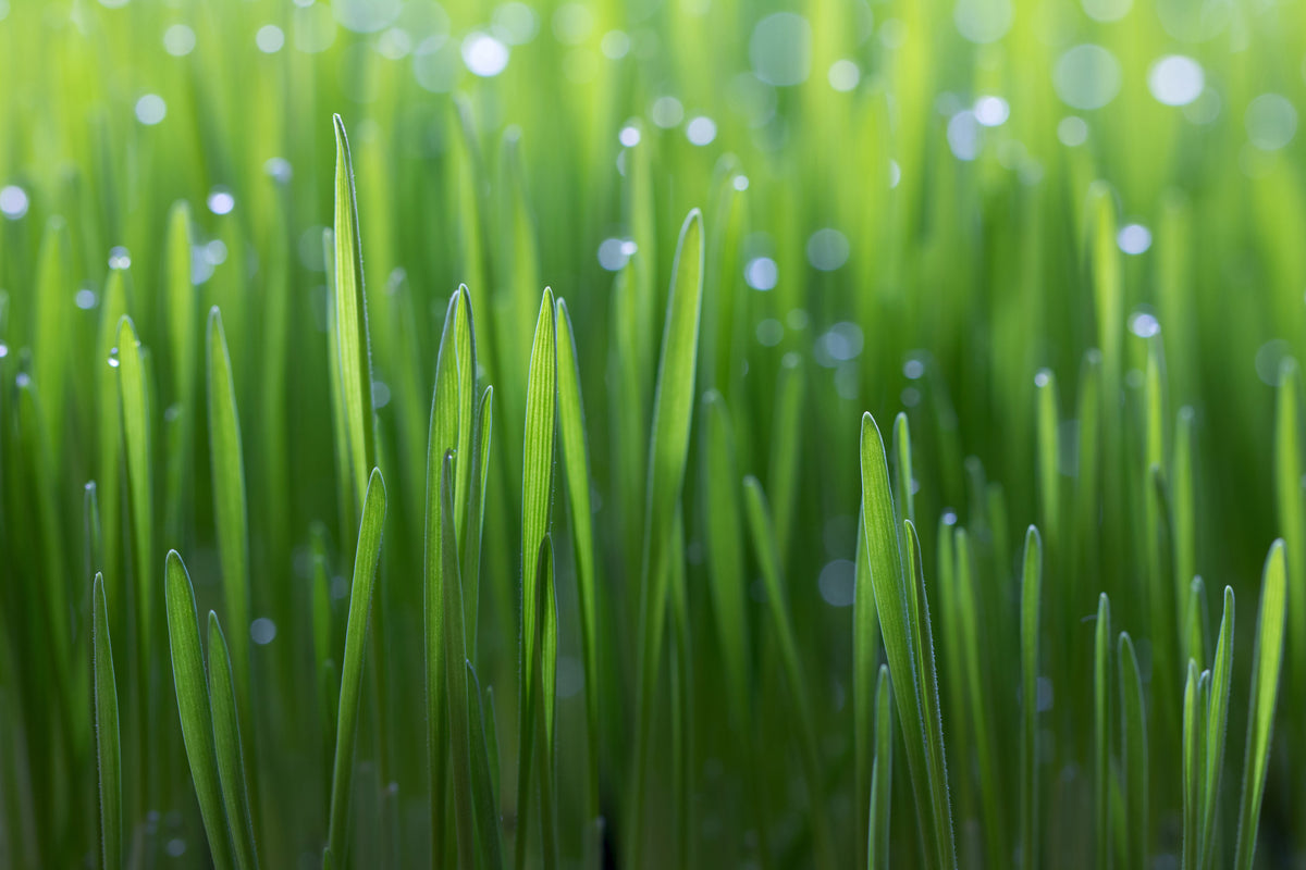 poster-print-wheat-x