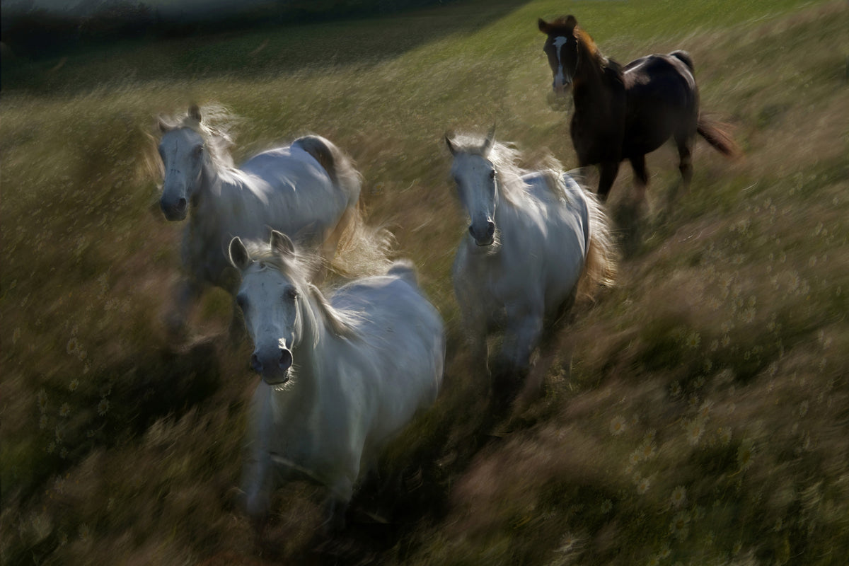 aluminium-print-gallop-in-x