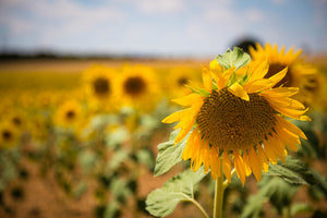 aluminium-print-a-sunflower-in-the-field