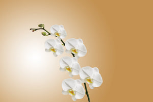 framedposter-print-white-orchids-xl