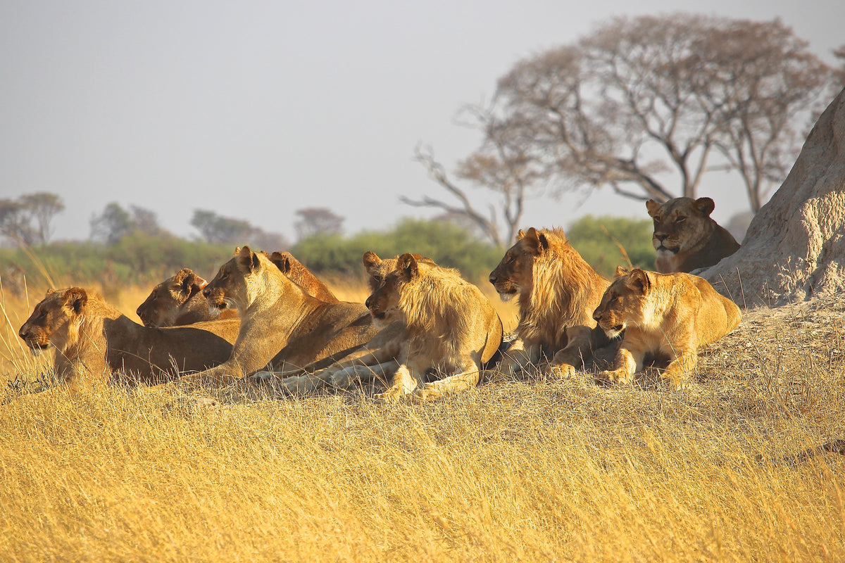 3-piece-aluminium-print-lion-family