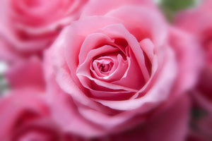 3-piece-acrylic-print-roses-macro