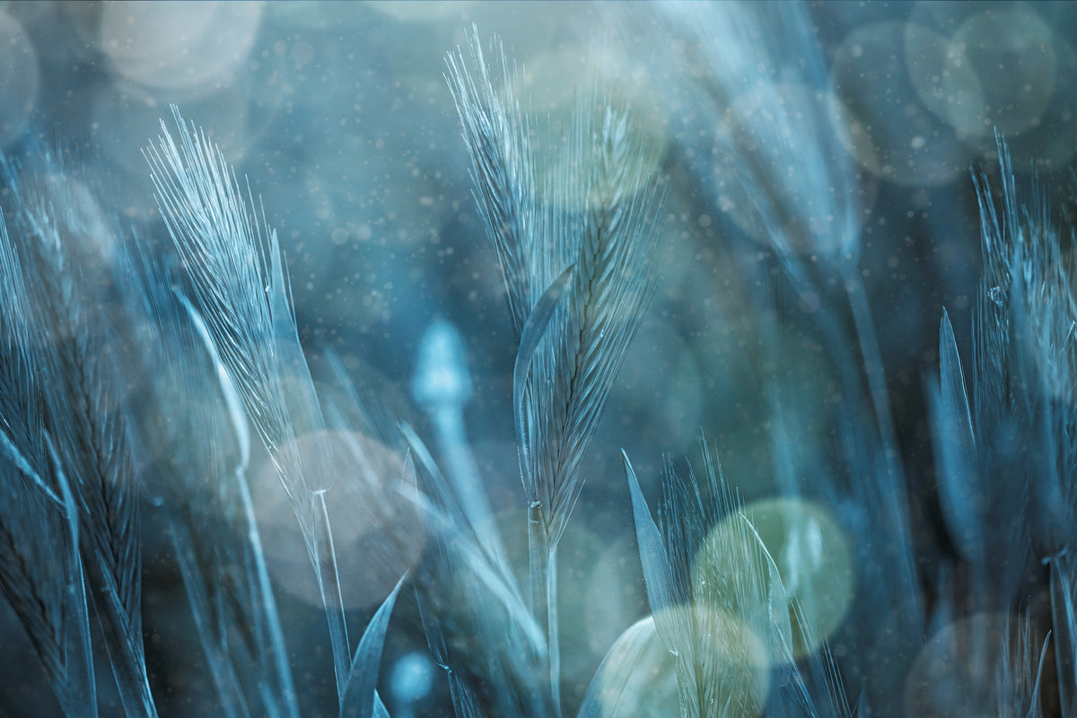 aluminium-print-fantastic-nature-x