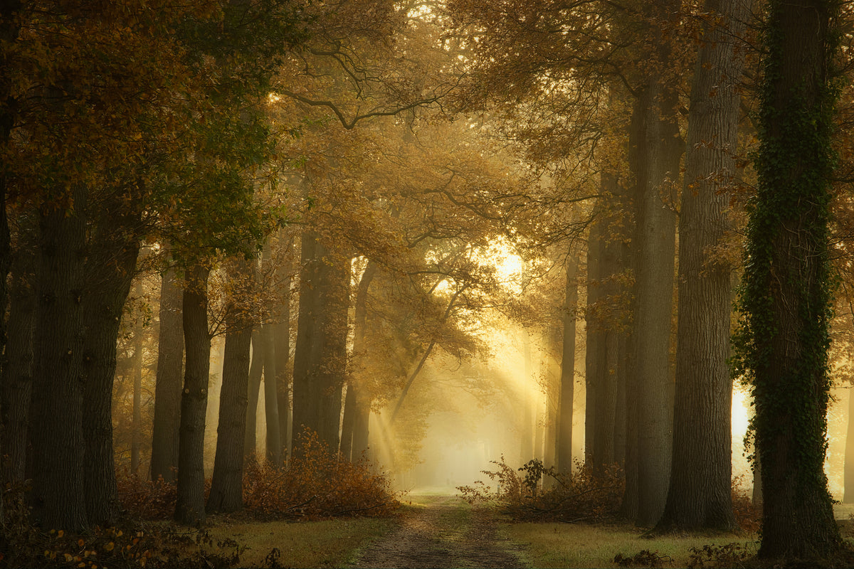 poster-print-forever-forest-x