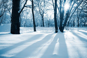 acrylic-print-the-forest-without-tracks-in-the-snow